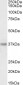 Goat Anti-PDLIM4 / RIL Antibody